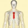 Как проработать внутреннюю область грудных мышц Промежуток между грудями